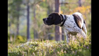 [English Pointer] Pros and Cons of Owning an English Pointer || English Pointer Temperament