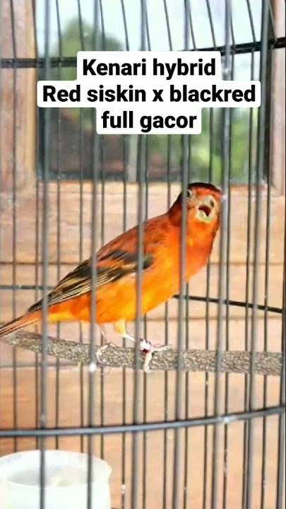 Kenari Hybrid Red Siskin X Black Red Gacor Full #kenari #kenarigacor #redsiskin #kicaumania