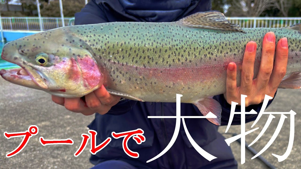 プールで優雅に泳ぐ巨大ニジマス