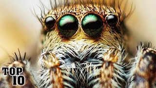 top 10 creepiest insects