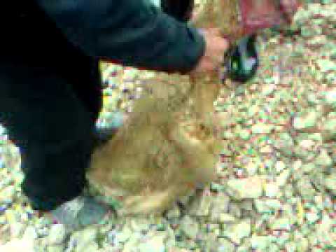 კობრზე თევზაობა 7