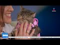 Adóptame con Zea: Arlo y Nena buscan un nuevo hogar | Noticias con Francisco Zea