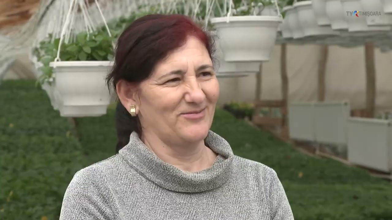 Mirela Ianca din Fârliug are o seră întreagă de zambile #SatulMeu