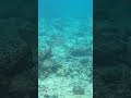 Malediven Shark-snorkeling