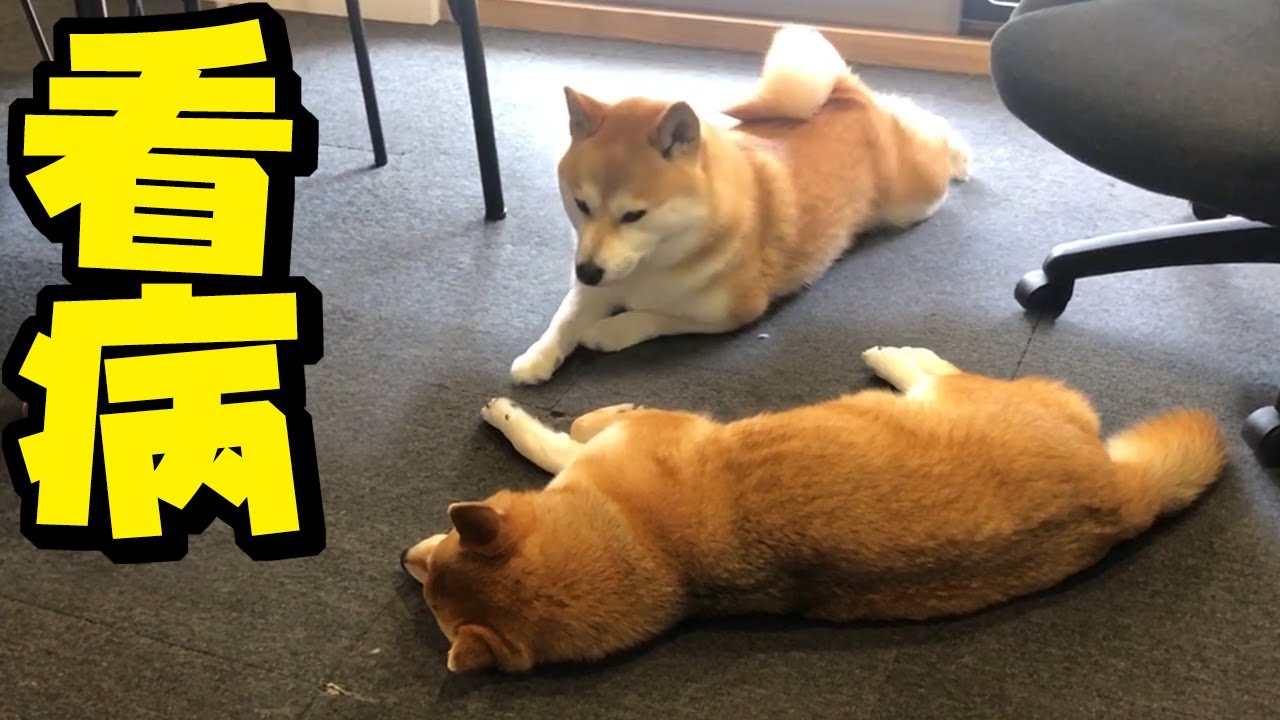 The younger Shiba Inu was so brave that she wouldn't leave her