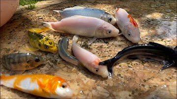 Bắt con cá vàng cá koi con chim ở trong công viên: cá ba đuôi , cá trắm ,con cua , con rùa , cá beta