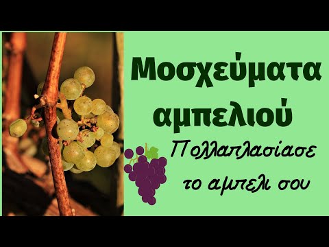 Βίντεο: Πολλαπλασιάζοντας σπόρους αμπέλου Moonflower - Πώς μπορώ να συλλέξω σπόρους φεγγαρέλαιου για φύτευση
