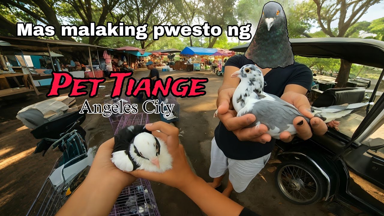 Mas malaking pwesto ng Pet Tiange sa Angeles City Pampanga - Ang daming kalapate at ang saya mamili