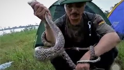 PHÒNG RẮN - SƠ CỨU RẮN ĐỘC CẮN VÀ MỘT SỐ CÂY THUỐC SƠ CỨU RẮN ĐỘC CẮN