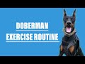 How I Excercise My Doberman DAILY!