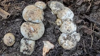 (Ep.58)เก็บเห็ดมาซึทาเกะแต่ละดอกใหญ่เยอะไม่เคยเห็นมาก่อนHarvesting giant Matsutake Mushroom in USA