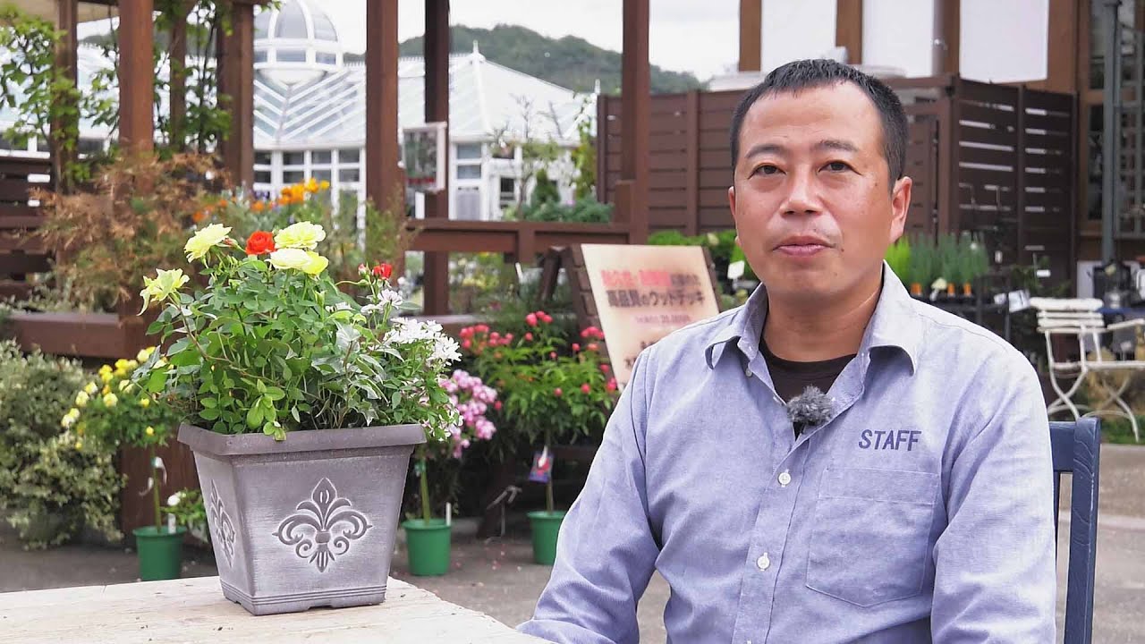 How To 宝塚おうち園芸 ミニバラの鉢植えの作り方 Youtube