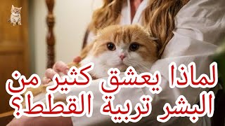 لماذا يعشق كثير من البشر تربية القطط؟