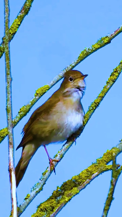 SUARA INDAH BURUNG SIKATAN LONDO / NIGHTINGALE GACOR DI HUTAN #birds #sikatanlondo #nightingale