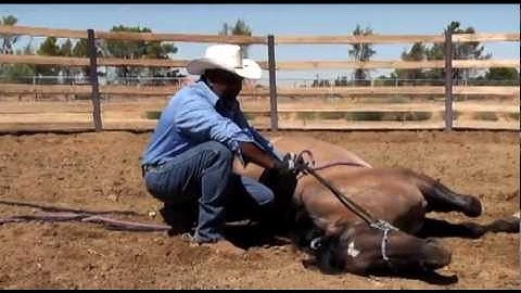 How to Lay Down a Horse: For Wild, Aggressive or "Un-trainable" Horses (NOT a trick training video)