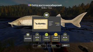 Русская рыбалка 4. Тунгуска 40-135 клипса 55 ,третий трофей, синий у меня есть 150 кг