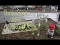 Dill Pickles - Water Bath Canning