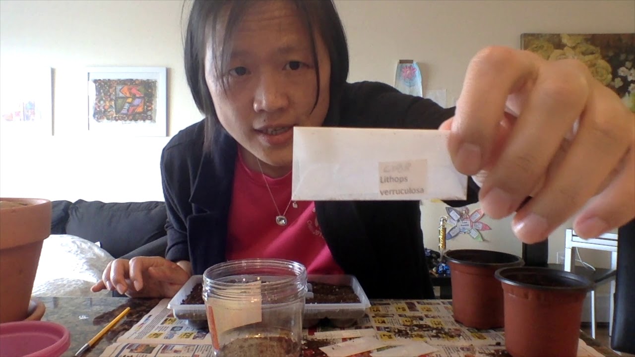 How to Grow Lithops From Seeds - YouTube