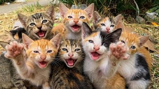 Rescuing 9 Poor Orphaned Kittens Suffering from Malnutrition, and Feeding Them. ❤️‍🩹🥹