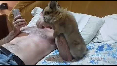 Cosa fa il coniglio in calore?