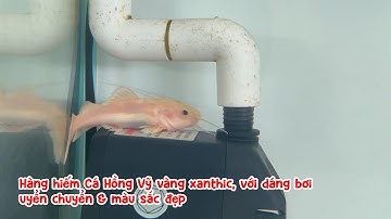 Hàng hiếm Cá Hồng Vỹ vàng xanthic, với dáng bơi uyển chuyển & màu sắc đẹp 