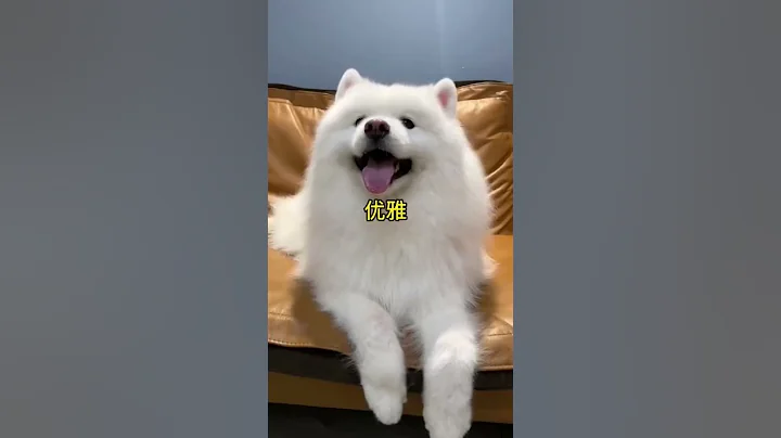 果然上過學的小狗狗就是不一樣 #薩摩耶 - 天天要聞