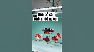 Đèn Coco RGB - chiếc đèn đỏ cá không đỏ nước #thuysinh