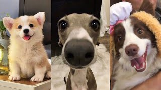 Dogs Videos But Try Not To Laugh🤣😂 by gudradry 12,534 views 1 month ago 15 minutes