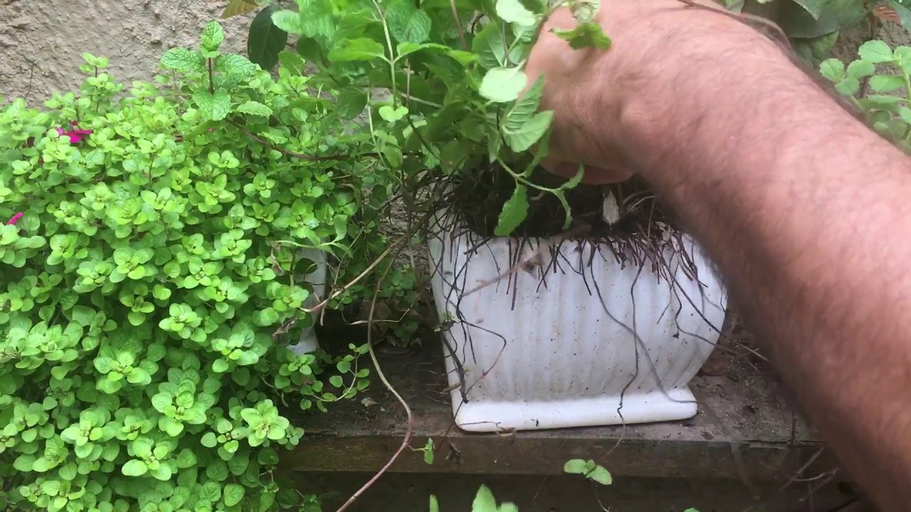 Jardineiro Amador Ensina Como Fazer para Plantar Chás e Temperos em