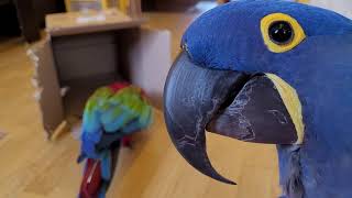 Подарок для Жоржули!) Попугай ара играет, какаду, Гиацинтовый Ара. Питомцы,смешные животные.