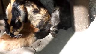 Гуляю!кошка-Снежинка ,её котёнок-Пушинка и её погибший чёрный котёнок-Дымок!думок погиб! Гуляю!кошка-Снежинка ,её котёнок-Пушинка и её погибший чёрный котёнок-Дымок!думок погиб!