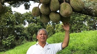 The Hunt For Musang King : The Fook Gor Durian Estate, Sg Klau 勞勿福哥榴莲农场民宿