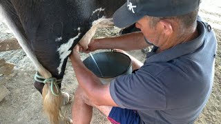 Vaca Curinga chegando no Curral para ser Ordenhada no Barracão.