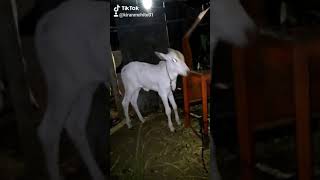 खिल्लार खोंड
