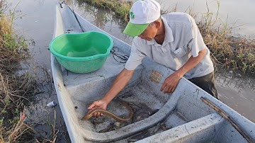 Mưa Đầu Mùa Bắt Dính Toàn Lươn Đồng Vàng Nghệ Về Nấu Canh Chua Khóm.Góc Làng Quê#548
