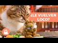 Por qu los gatos se vuelven locos con las aceitunas   los gatos y las aceitunas