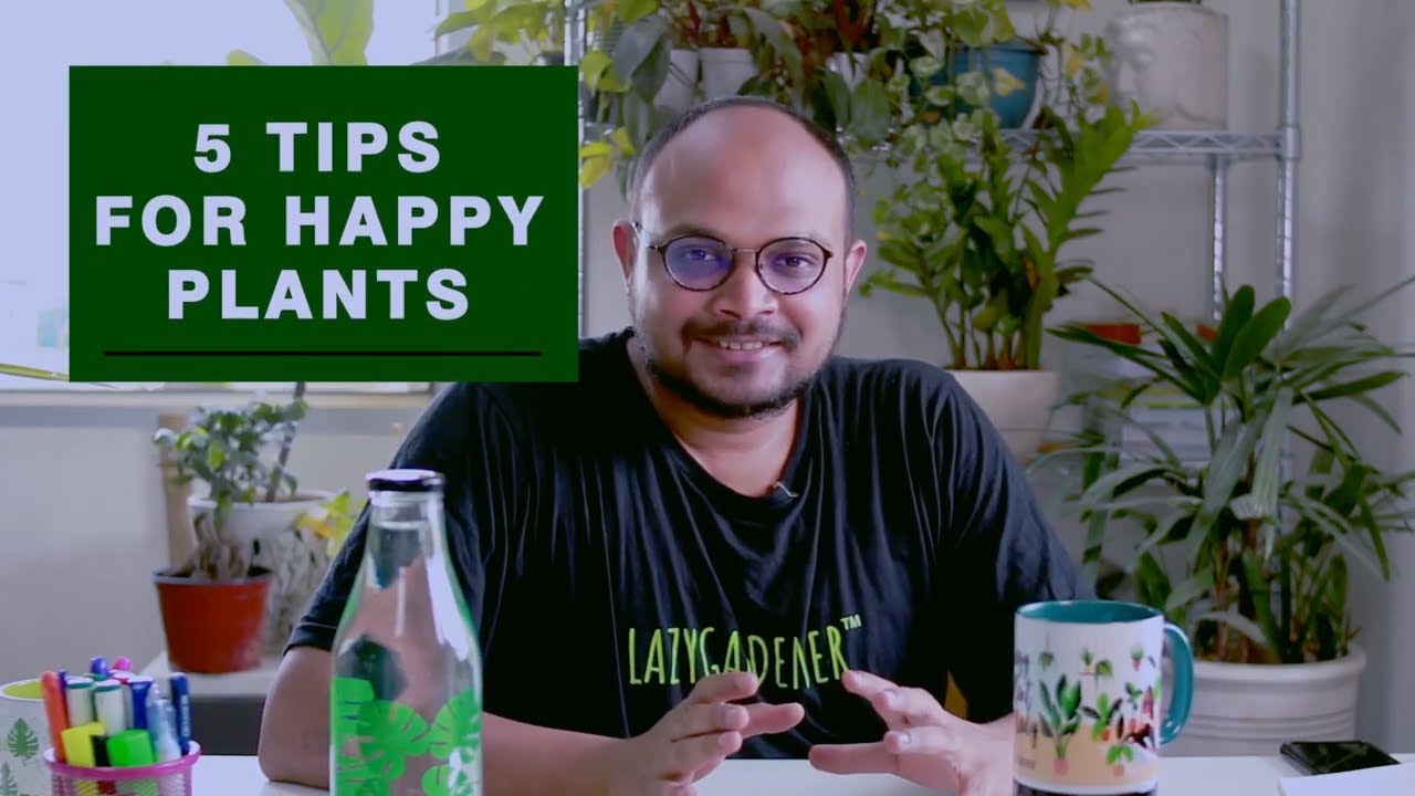 How to take care of Indoor Plants | 5 Tips for Beginners - YouTube