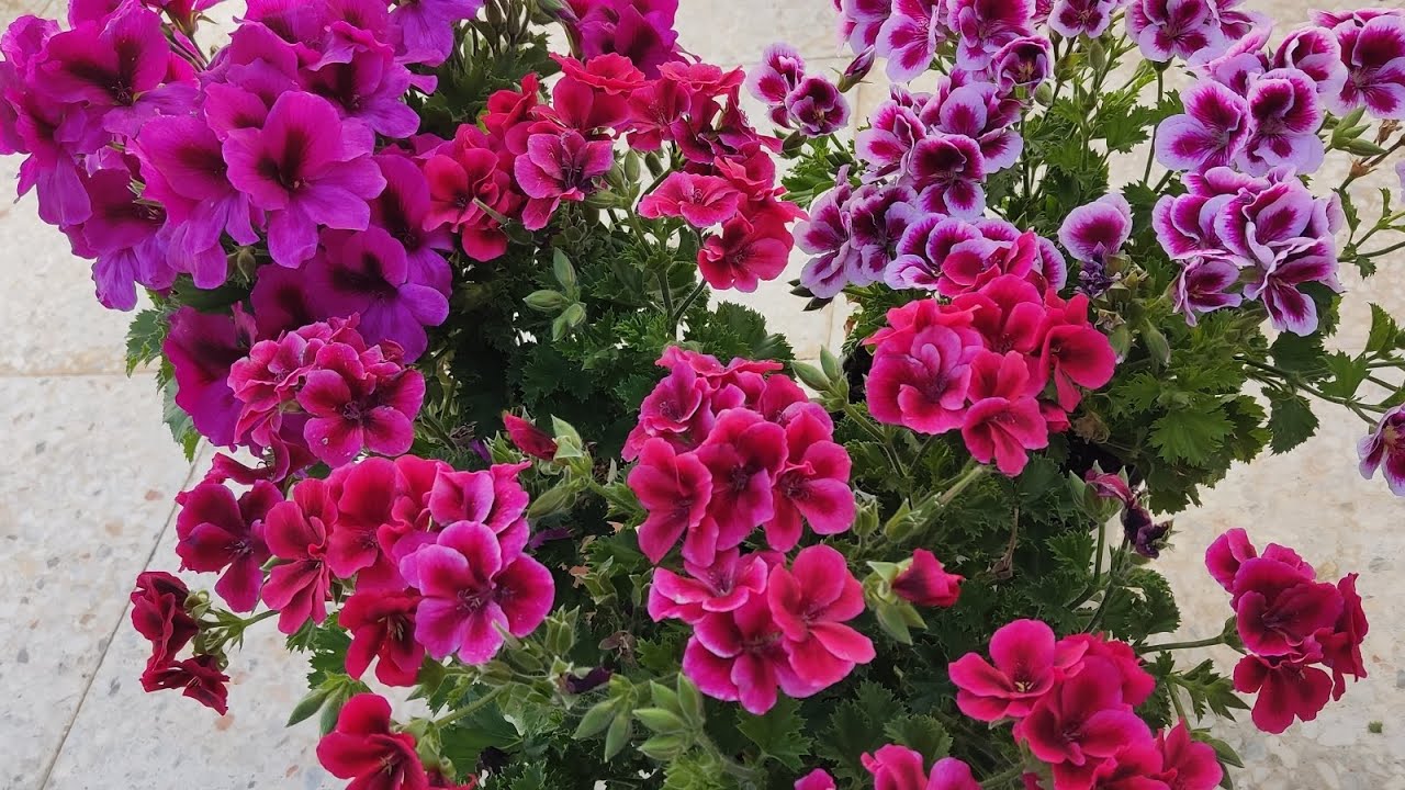 📣 ÇİÇEK PAZARINDAN 3TANE CEYLANGÖZÜ (CANAN)SARDUNYA ALDIM SAKSI DEĞİŞİMİ VE ÇOĞALTMASI NASIL YAPILIR