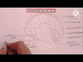 Human brain 10th12th biology how to draw brain parts of brain in tamil and english arsakani