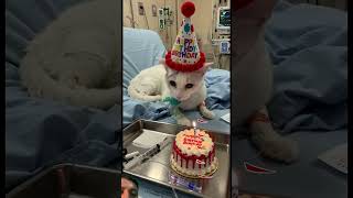 #happybirthday #cat #cute #birthday #birthday #beagle #beagle #pets #dachshund #love #funny #cake