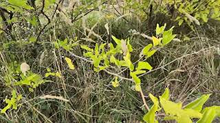 картинка: Шелковица сорт Сиеста, чем порадует в конце сентября