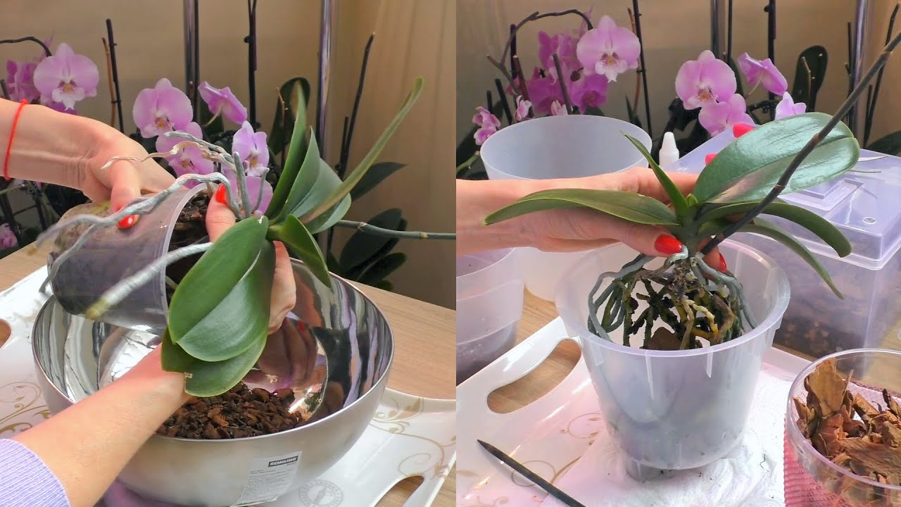 Пересадка орхидей 2024. Пересадка орхидеи. Канал уютные орхидеи и не только. Вырастили самую большую орхидею. Орхидея с Натальей боковой.