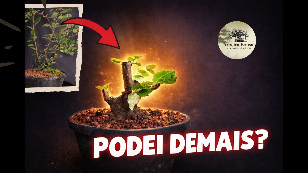 Podei quase tudo! Veja o que aconteceu depois. 