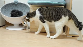 Can the Big Cat Get Along With Two Rescued Kittens? │ Episode.21