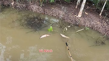 Kích Cá Mùa Nước Nổi Trên Đồng Ruộng Miền Tây | Kích Cá Miền Tây | Catch Fish