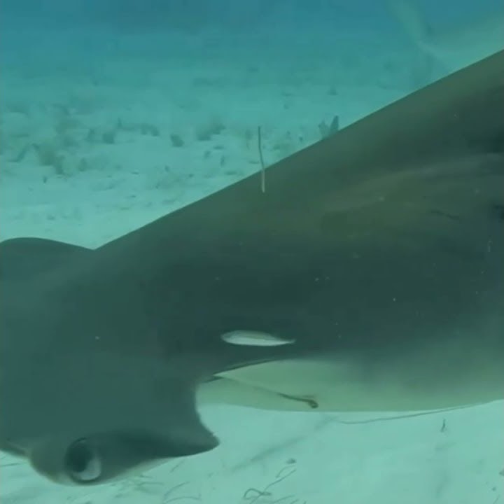 saat hiu perawat bertemu hiu martil dan hiu harimau 🦈 #shorts #shortsvideo