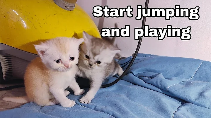 Video 8269701: kittens cutecat catlife catlover, catlovers kitten cats catlife, catlife cutecats funnycats catlove, kitten catlover funny cute