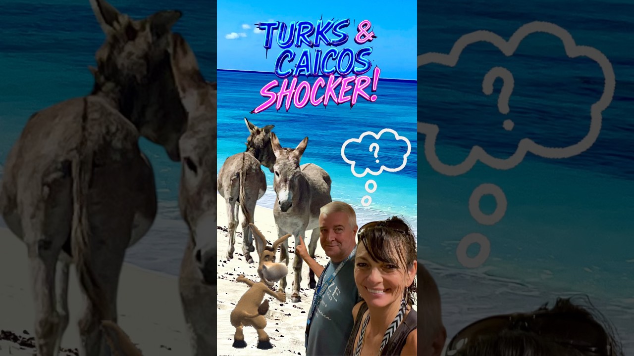 Donkey Whisperer? You Decide! 🐴😂 Turks & Caicos Tour #travel #turksandcaicos #grandturk #funnytour