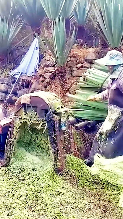 Alat canggih untuk mambantu memotong daun pandan dengan mudah #shorts