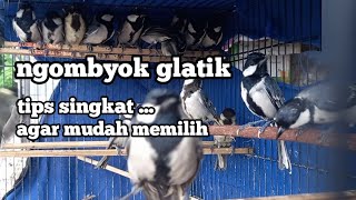 cara memilih gelatik batu ombyokan yg bagus